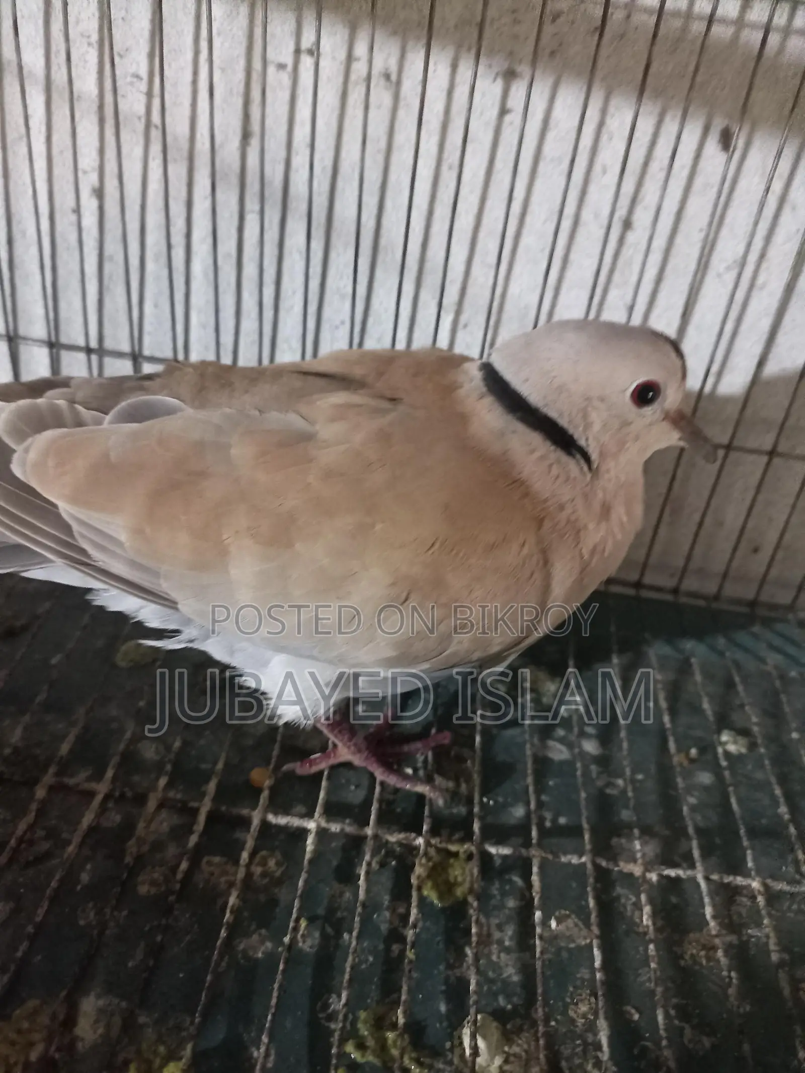 Babri Dove Bird