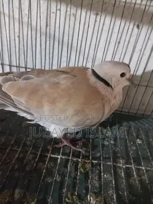 Babri Dove Bird