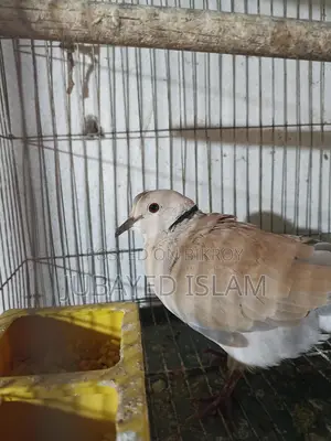 Babri Dove Bird