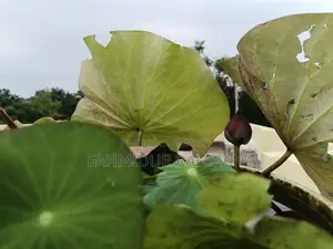 পদ্ম টিউবার