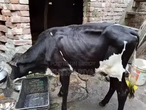 Heifer Calf for Sale