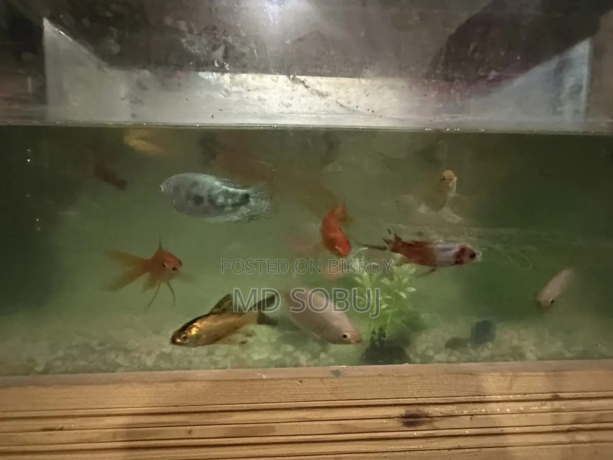 একুরিয়াম