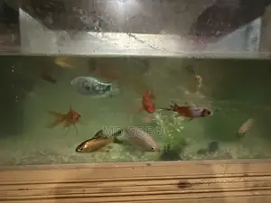 একুরিয়াম