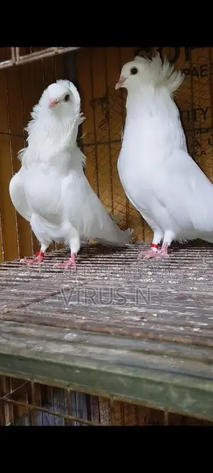 সাদা বোম্বাই জোড়া