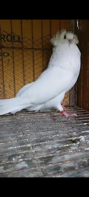 White Bombay Pair