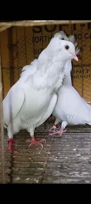 White Bombay Pair
