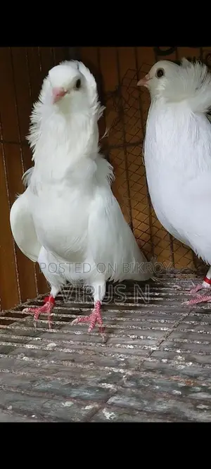 White Bombay Pair