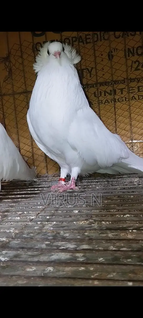 White Bombay Pair