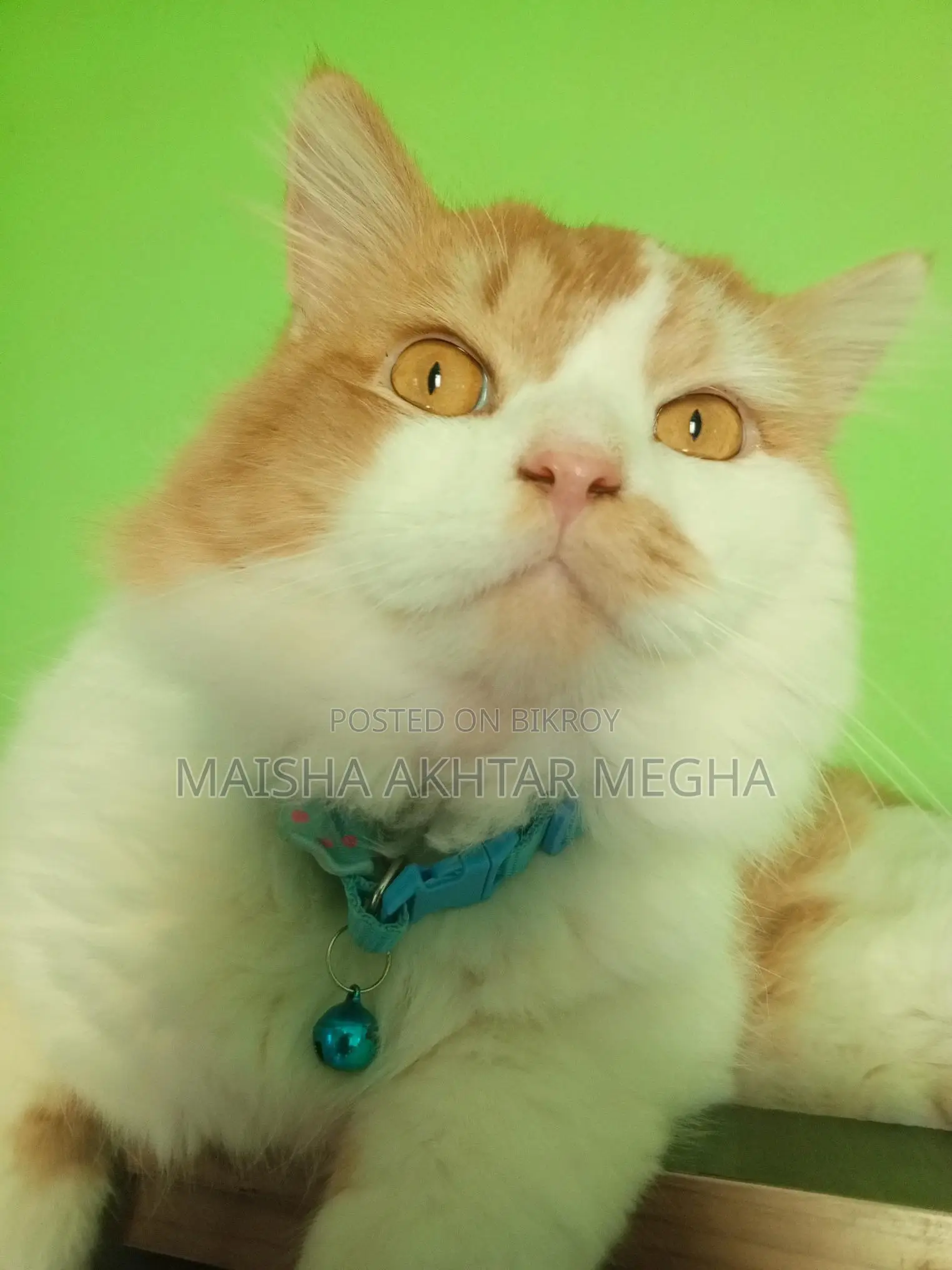Persian adult male cat