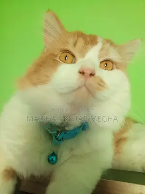 Persian adult male cat