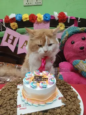 Persian adult male cat