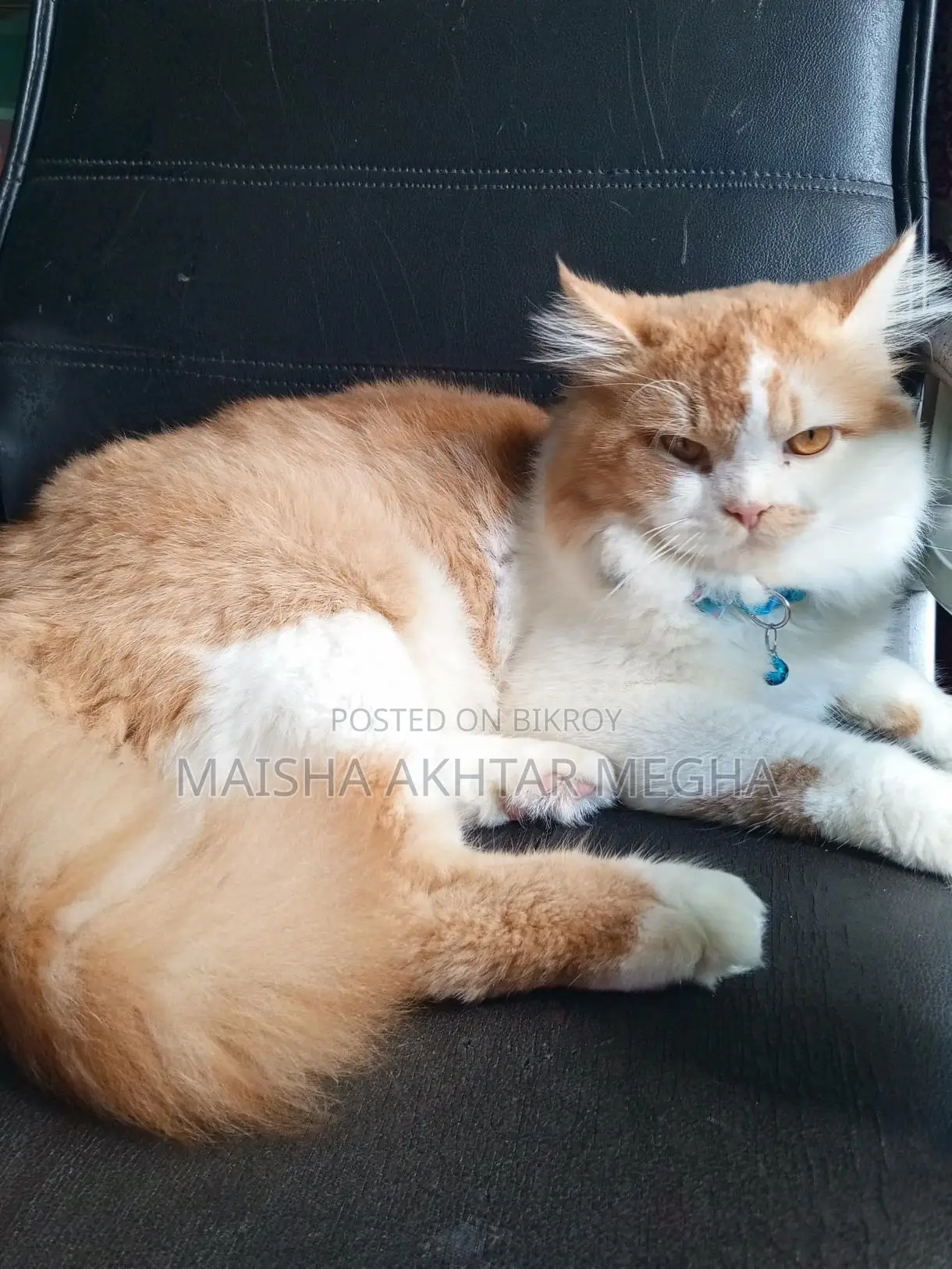 Persian adult male cat