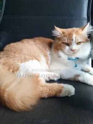 Persian adult male cat