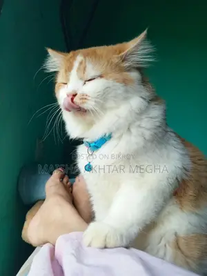 Persian adult male cat