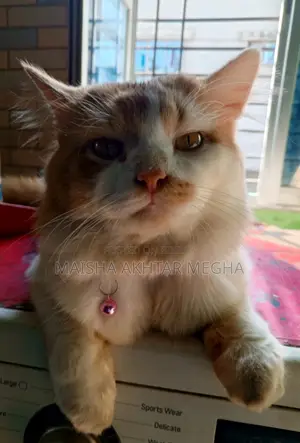Persian adult male cat