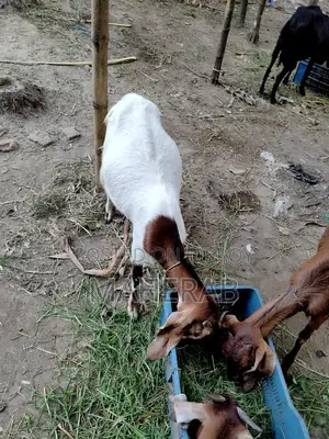 বাচ্চা সহ যমুনা পাড়ি ছাগল