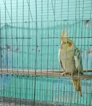 Birds