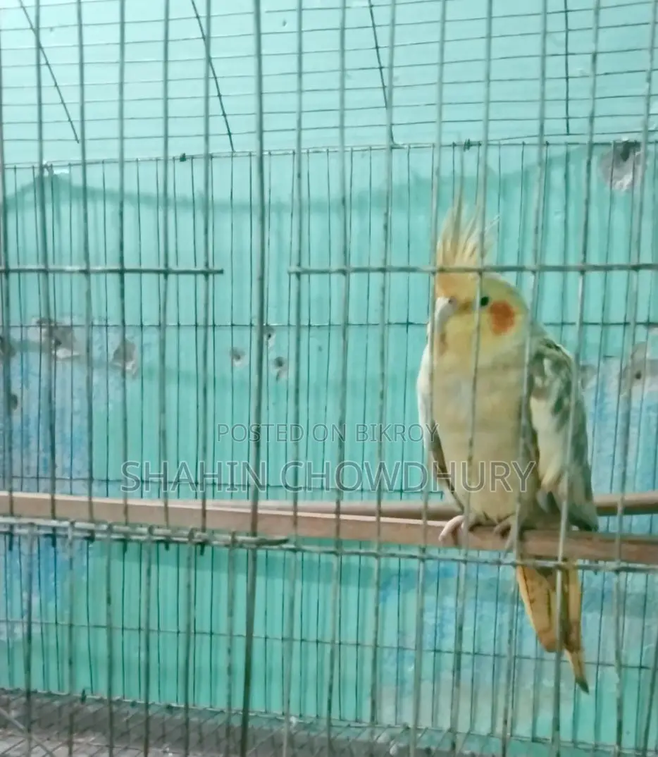 Birds