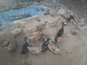 Desi Ducks