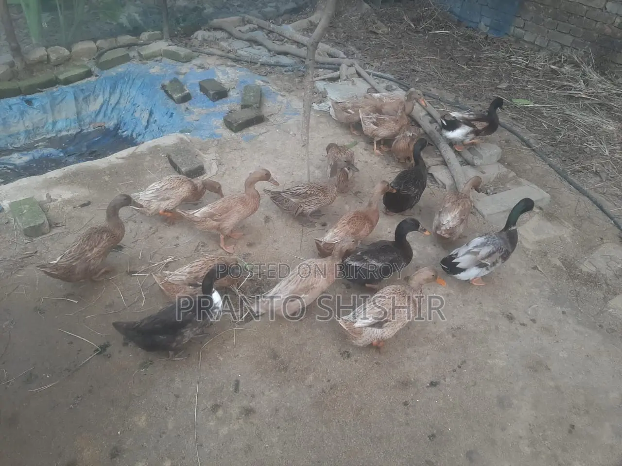 Desi Ducks
