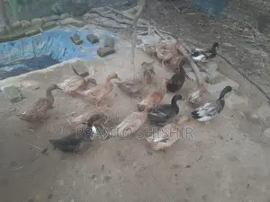 Desi Ducks