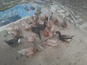 Desi Ducks