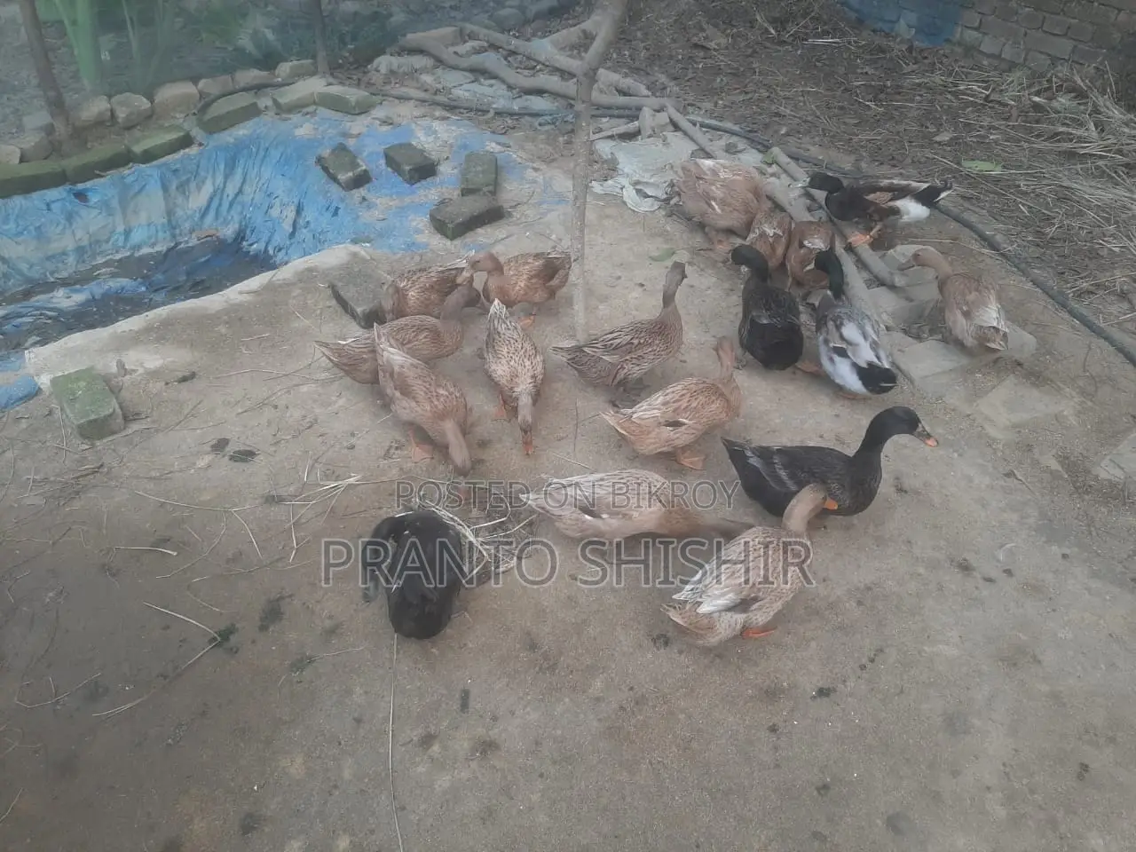 Desi Ducks