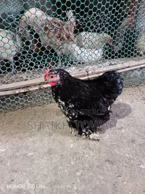 Brahma Chicken