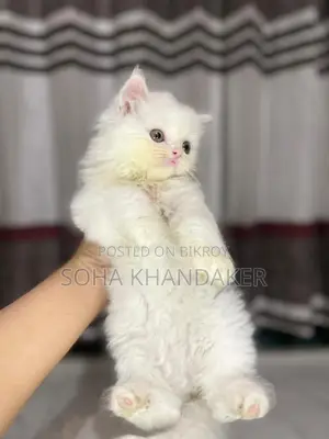 পার্শিয়ান ক্যাট