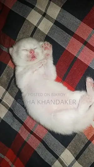 পার্শিয়ান ক্যাট