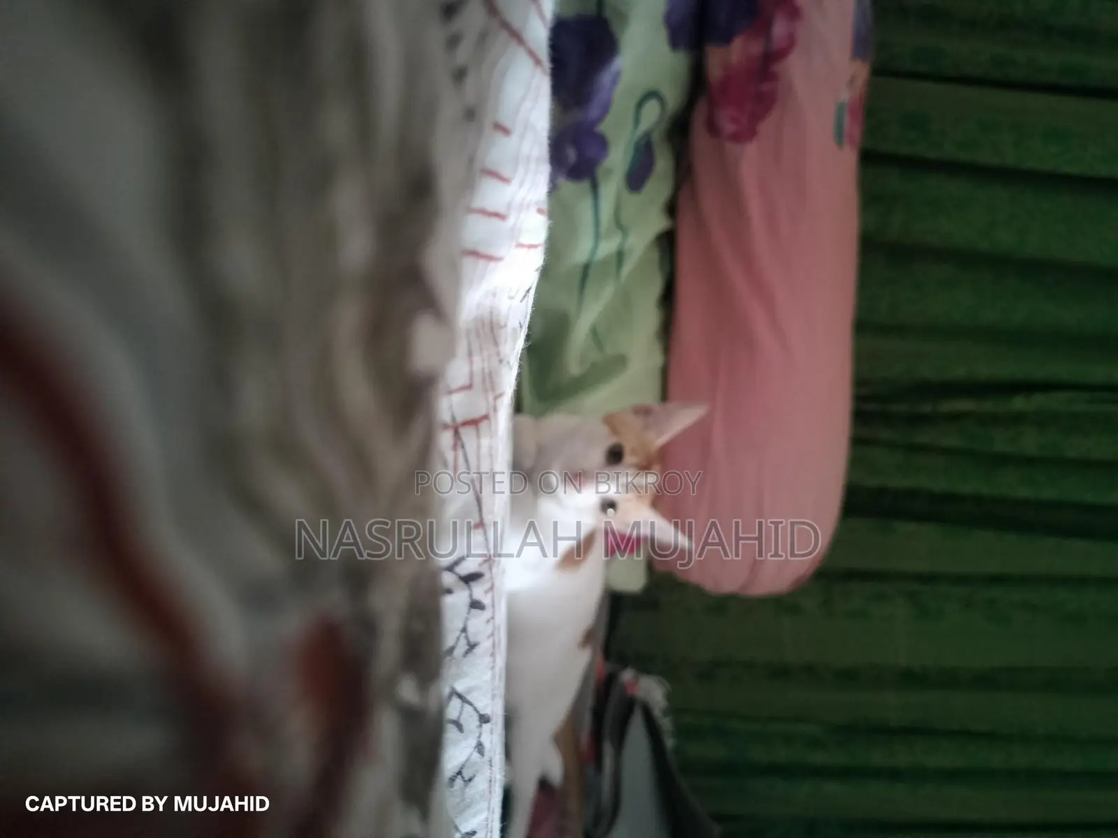 একটি চার মাস বয়সী Mix Breed দেশি বিড়াল বিক্রয় করা হবে।