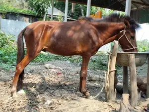 Male Horse Colt, 11 Months Old