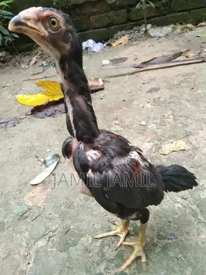 অরিজিনাল ইন্ডিয়ান ব্লাডলাইনের কিছু আসিল মুরুগের বাচ্চা বিক্রি করা হবে