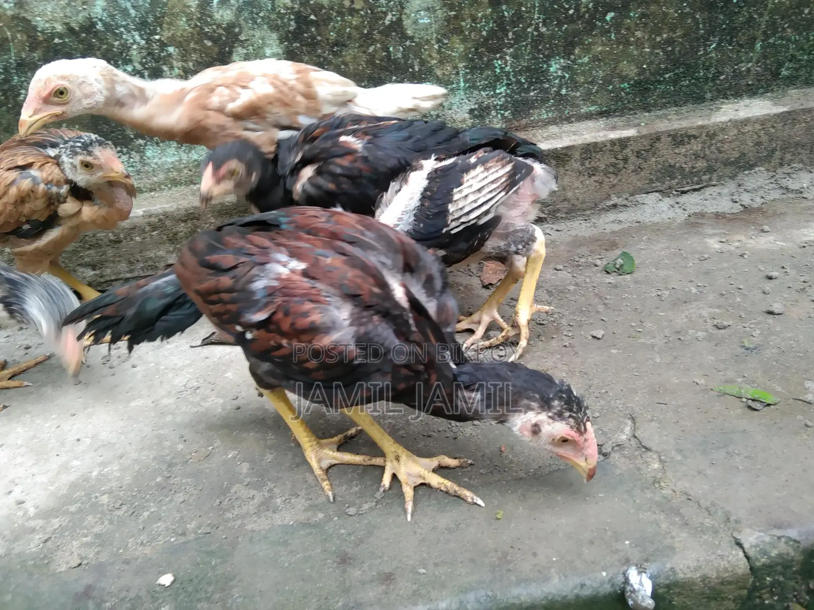 Original Indian Bloodline Aseel Chicks for Sale