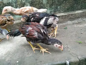 Original Indian Bloodline Aseel Chicks for Sale