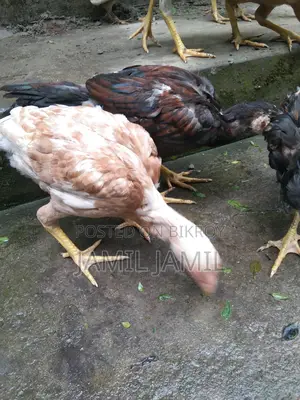 Original Indian Bloodline Aseel Chicks for Sale