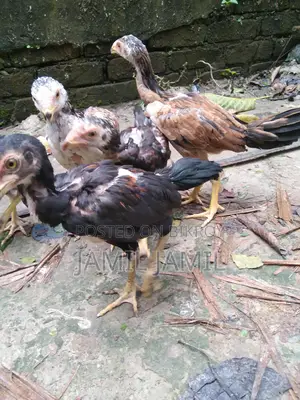 Original Indian Bloodline Aseel Chicks for Sale