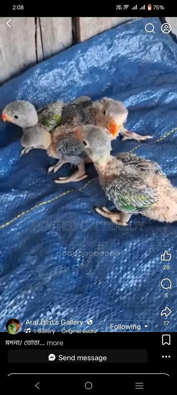 Indian Ringneck Baby