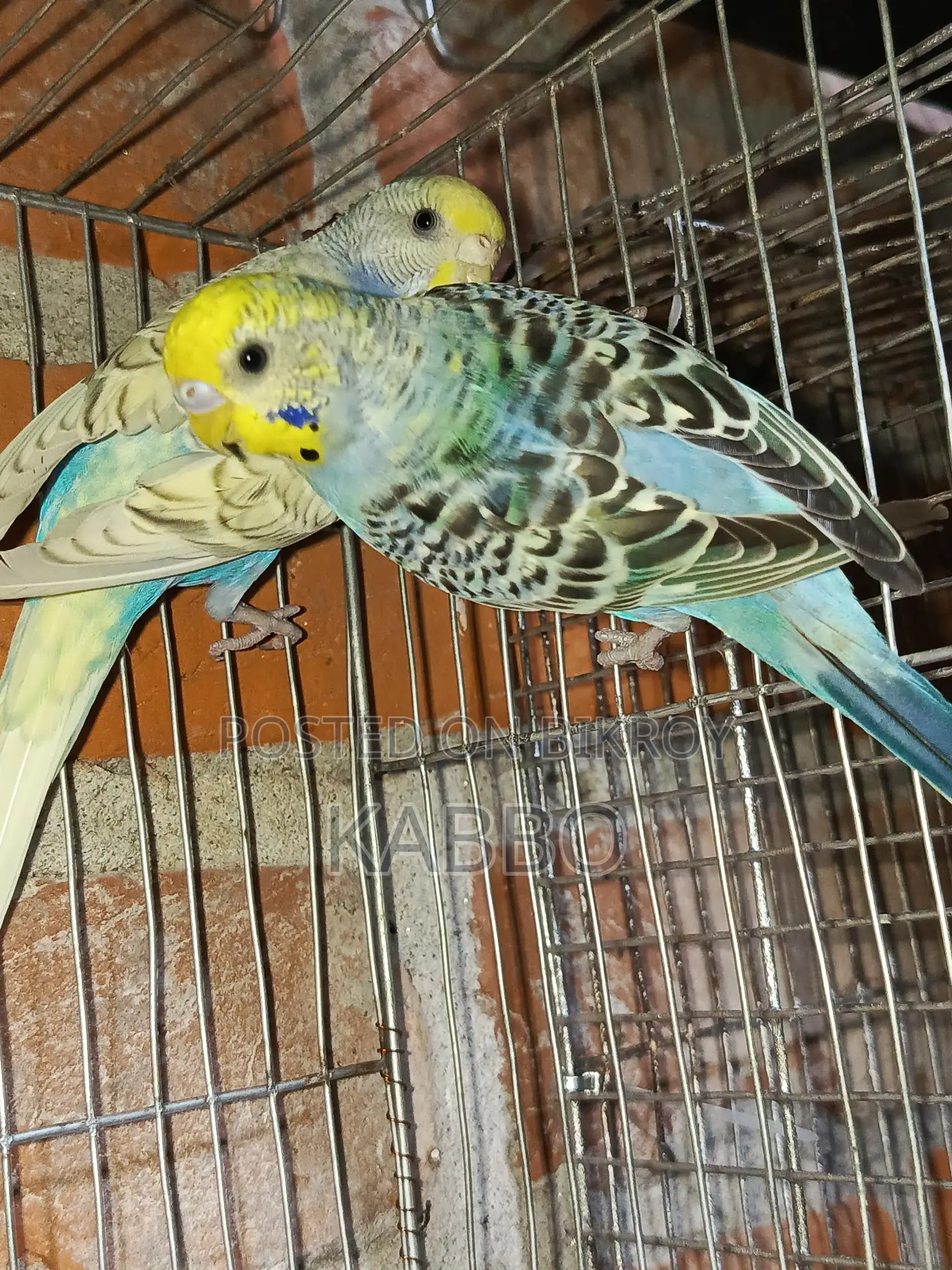 Semi-Adult Budgie Birds