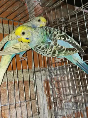 Semi-Adult Budgie Birds