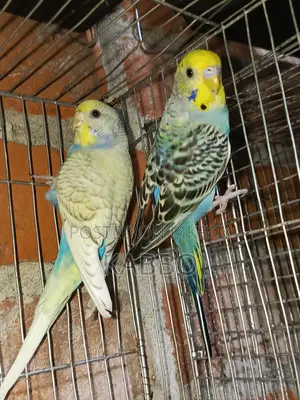 Semi-Adult Budgie Birds