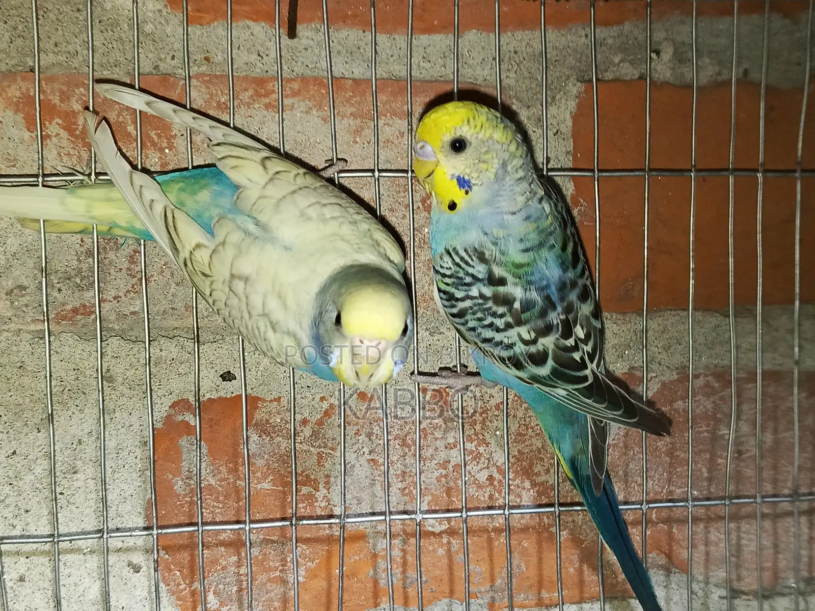 Semi-Adult Budgie Birds