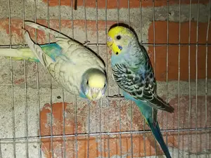 Semi-Adult Budgie Birds
