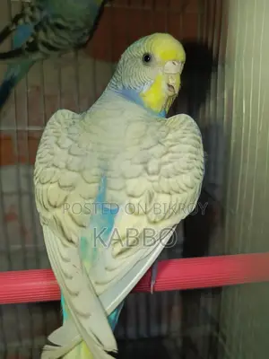Semi-Adult Budgie Birds