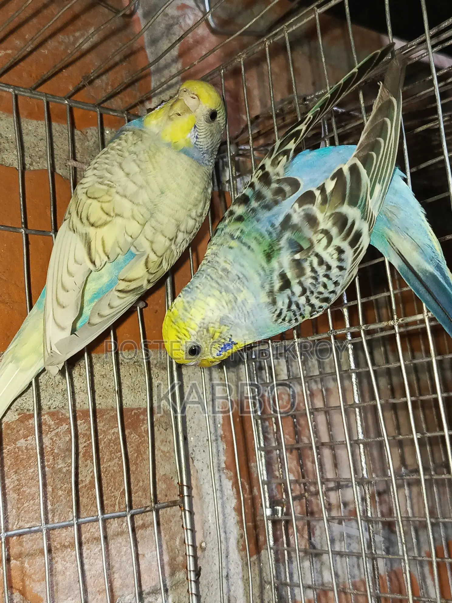 Semi-Adult Budgie Birds
