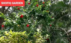 মেকুব ইন্ডাকশন বেস প্রেসার কুকার