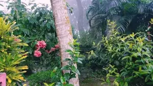 মেকুব ইন্ডাকশন বেস প্রেসার কুকার