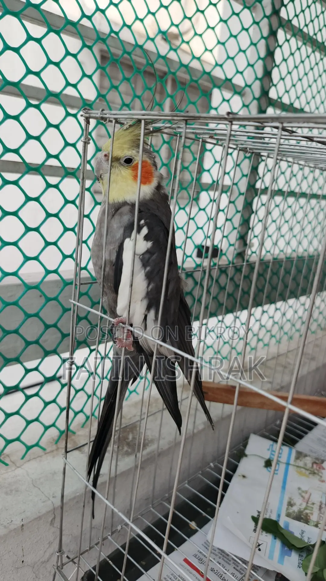Cockatiel - Male