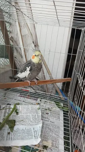 Cockatiel - Male