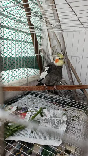 Cockatiel - Male